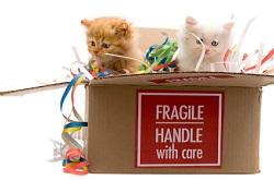 Packing Supplies: The Most Important Things to Buy When Moving House 
